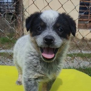 Meet your Posher, Crystal